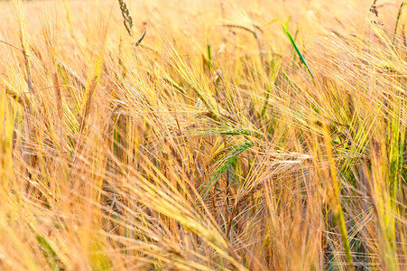 俄罗斯黄色田野里的绿色麦穗