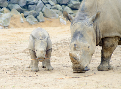 小犀牛和妈妈