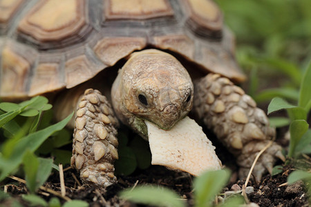 非洲带刺龟 (Sulcata)