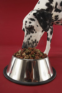 菜狗摄影照片_达尔马提亚吃狗食隔离在红色背景