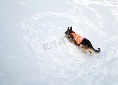雪崩救援犬攀登雪山