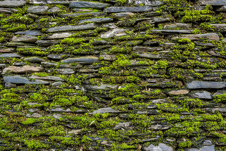 有绿色青苔的石墙