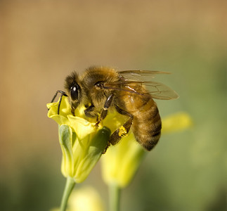春花椰菜摄影照片_忙碌的工蜂从黄春花椰菜流中采集花粉
