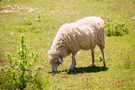 羊在梅诺卡巴利阿里吃草