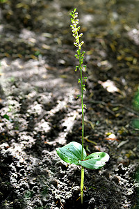 Twayblade，德国植物群的野生兰花