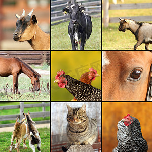 collage made with farm animals 图片