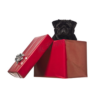 礼物盒里的狗