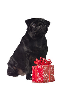 可爱礼物盒子摄影照片_带着礼物的黑狗
