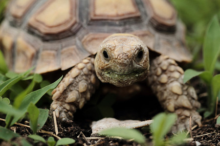 玫瑰花带刺摄影照片_非洲带刺龟 (Sulcata)