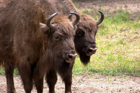 Wisent 在波兰