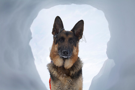 雪崩救援犬最受欢迎的景象
