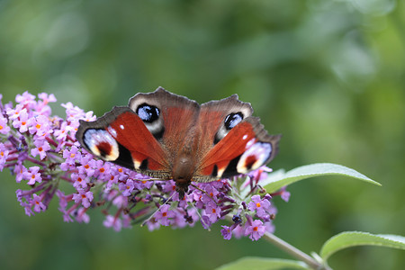 蝴蝶晶瓷画摄影照片_在夏天丁香的孔雀蝴蝶