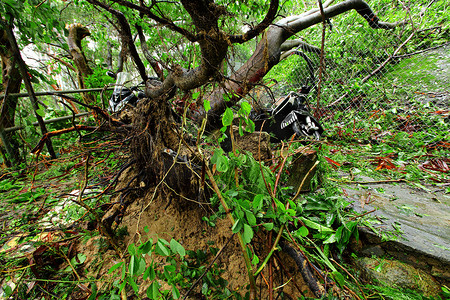 台风摄影照片_台风毁坏的树