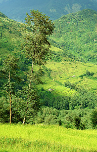 美丽的喜马拉雅森林景观，徒步前往 Annapurna Base Cam