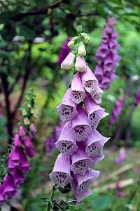 情人节紫色背景摄影照片_紫丁香风铃草美丽的花朵