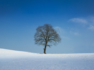 树在晴朗的冬日
