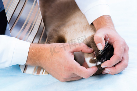 兽医检查猫的健康状况