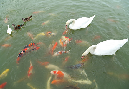 亲子游泳卡通摄影照片_天鹅和鸭子带着锦鲤在池塘里游泳