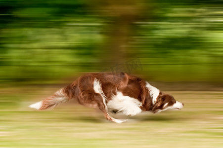狗奔跑运动模糊