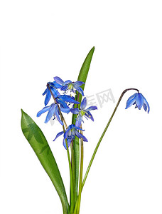 海贼王本子摄影照片_西伯利亚海贼 (Scilla sibirica)