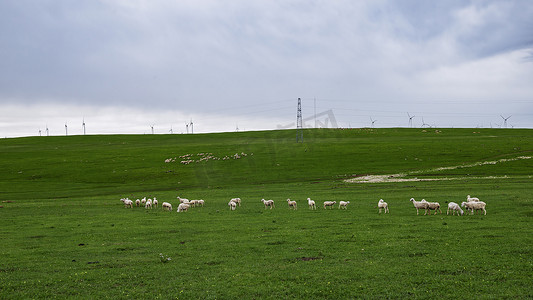 内蒙古辉腾席勒草原夏季羊群多云牧场