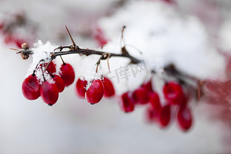 雪下的红色冬季浆果