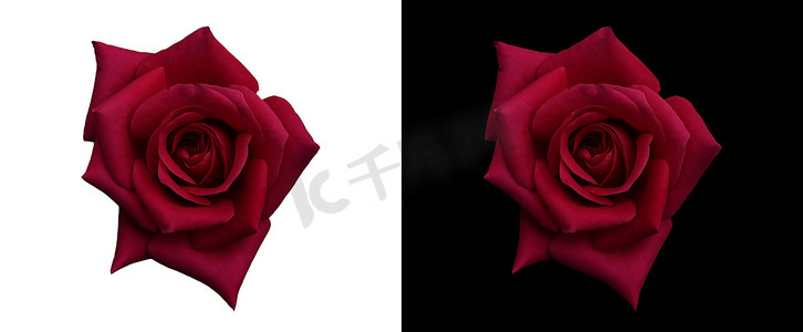 浓郁的深红玫瑰，黑白相间