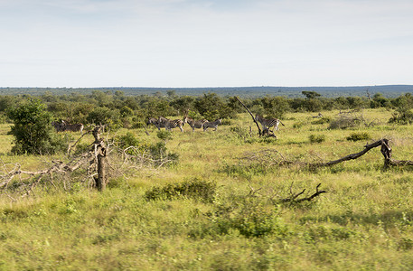 克鲁格国家保护区的斑马