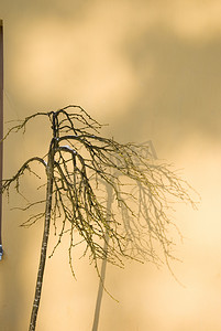 小树苗装饰摄影照片_冬季植物