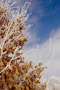 树枝上的冬霜