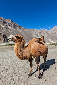 拉达克努布拉谷的骆驼