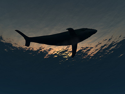 鲸鱼水下