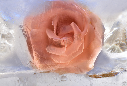 在冰结冰的蔷薇花背景