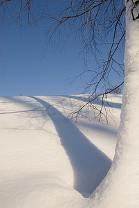 冬至背景蓝色摄影照片_冬天的树