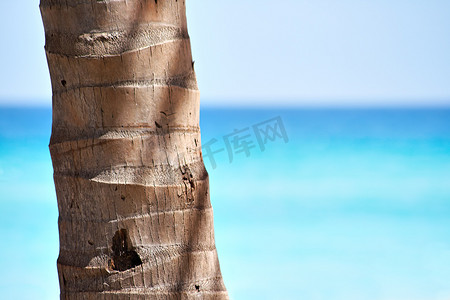 棕榈树干和美丽的海滩