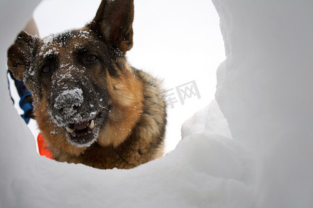 雪崩救援犬通过洞口观察幸存者