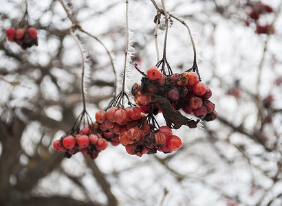 性冷淡植物摄影照片_冬季冷冻荚莲属植物浆果