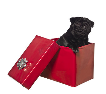 礼物盒里的狗