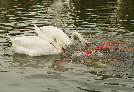 烫金色锦鲤摄影照片_天鹅和锦鲤在池塘里游泳