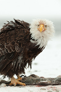褐色的鸟摄影照片_秃鹰的近距离肖像照
