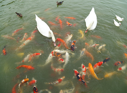 亲子游泳卡通摄影照片_天鹅和鸭子带着锦鲤在池塘里游泳