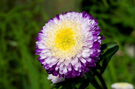 绿草上的紫白色翠菊