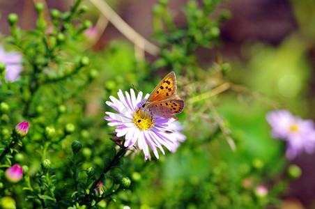 美丽的蝴蝶以一朵花为食