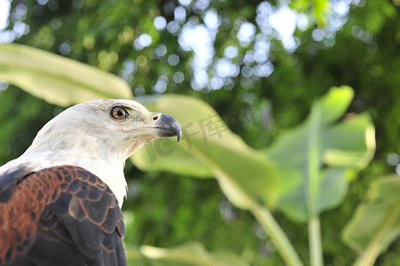 african摄影照片_非洲鱼鹰 (Haliaeetus vocifer) Portrait of an African Fish Eagle