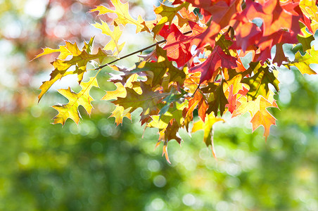 枫木摄影照片_秋天的落叶