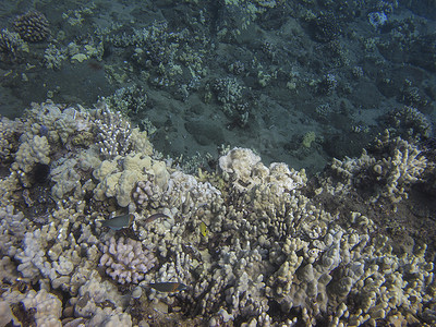 海水里的鱼摄影照片_珊瑚礁里的鱼