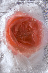 蔷薇花背景摄影照片_在冰结冰的蔷薇花背景
