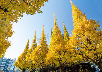 银杏叶摄影照片_日本东京明治纪念美术馆的银杏树大道