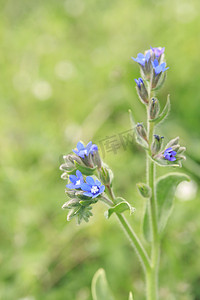 蓝色的花朵在田野里生长