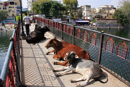 奶牛躺在桥上，乌代浦，印度